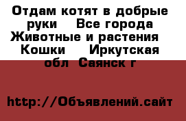 Отдам котят в добрые руки. - Все города Животные и растения » Кошки   . Иркутская обл.,Саянск г.